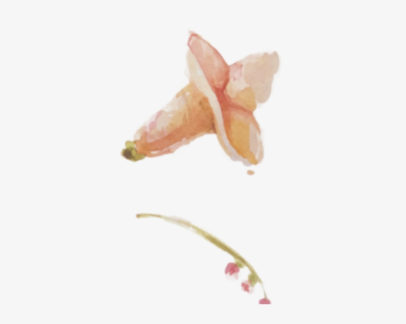 Antarctic Krill, transparent png download