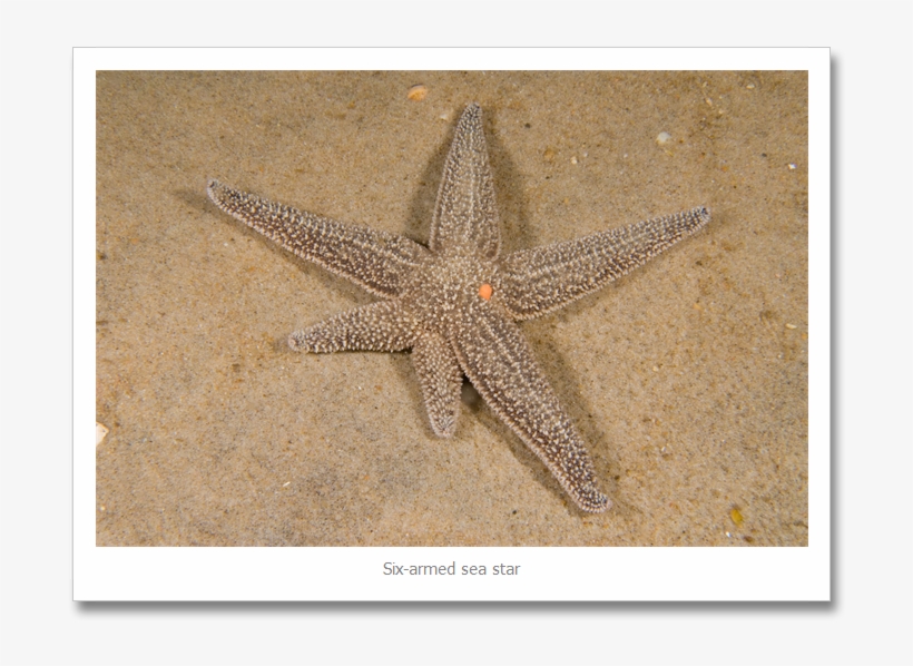 Every Once In Awhile, I See A Confused Sea Star - Sea Star Growing Arm, transparent png download