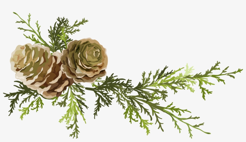 Conifer Cone Leaf Needles, transparent png download