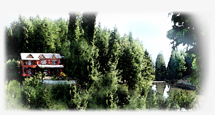 Banner-pic0 - Shortleaf Black Spruce, transparent png download