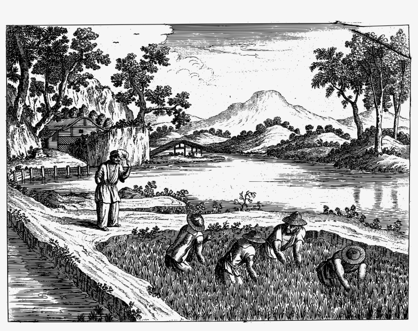 This Free Icons Png Design Of Chinese Rice Cultivation, transparent png download