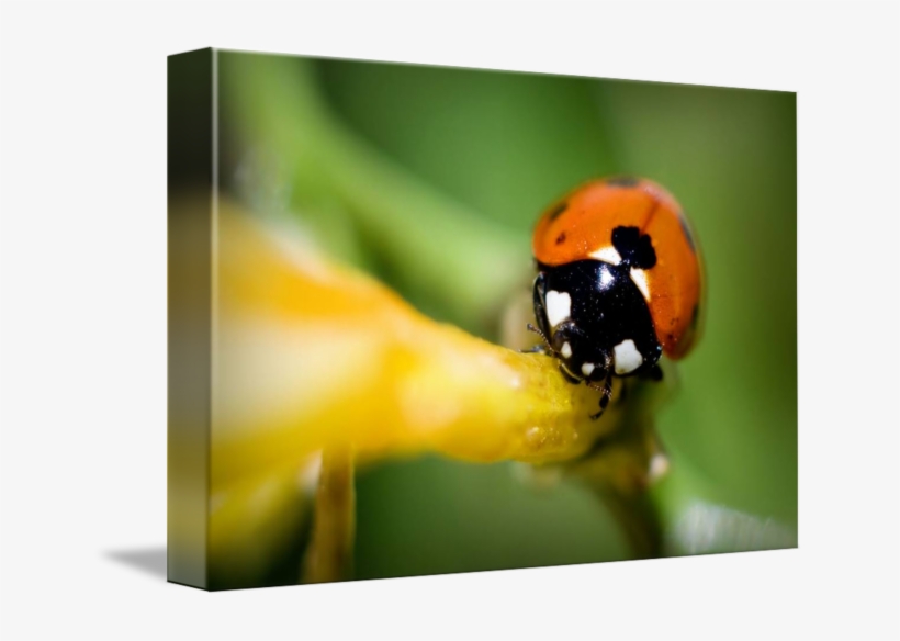 By Edgar Lima - Close-up, transparent png download