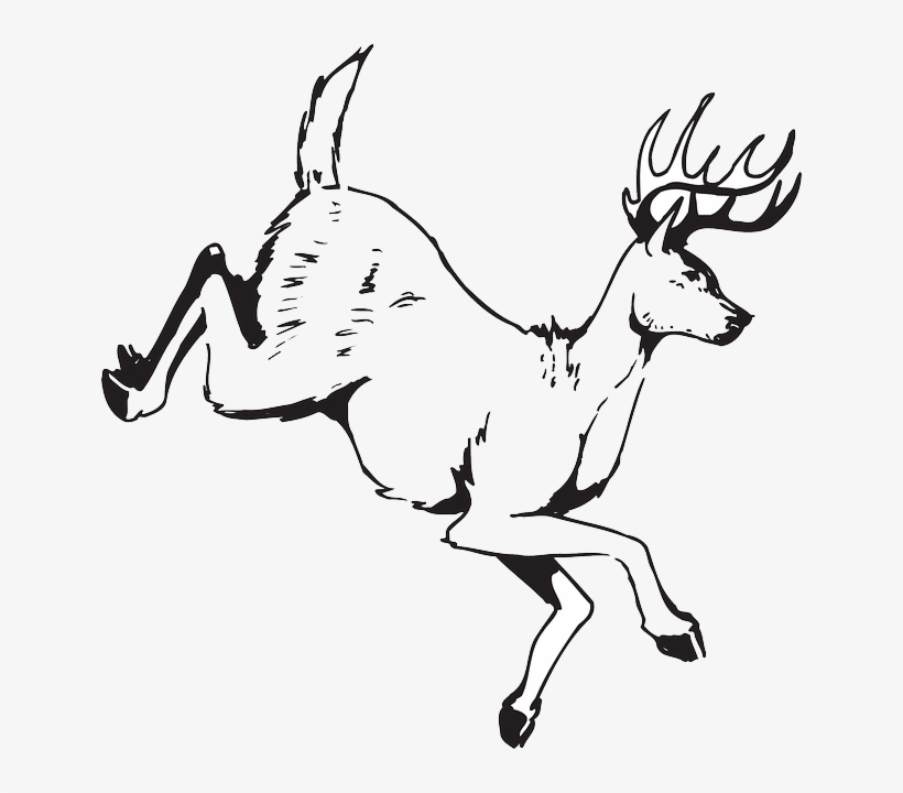 Deer, Jumping, Animal, Antlers, Wildlife - Clip Art, transparent png download