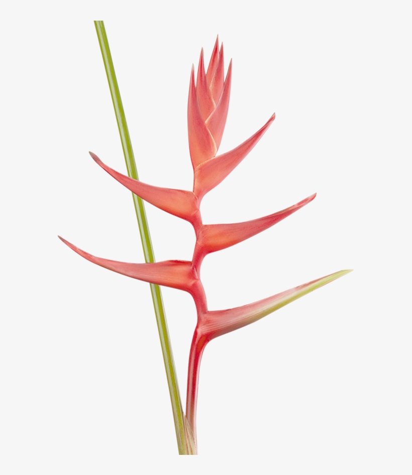 Brazilian Bomber Heliconia Caribaea X Bihai Familia - Lobster-claws, transparent png download