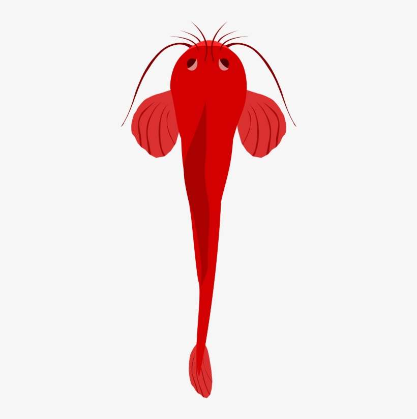 Collection Of Cat Fish Cliparts - Illustration, transparent png download