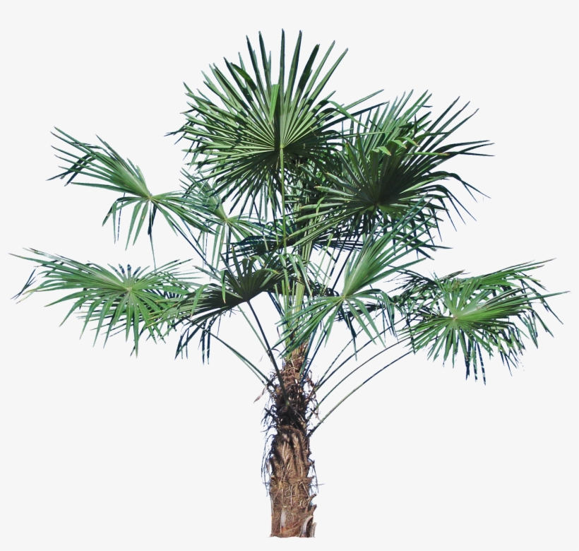 Windmill Palm - Sabal Palmetto, transparent png download