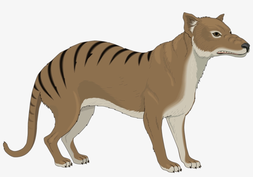 Tasmanian Tiger Png - Tasmanian Tiger Clipart Png, transparent png download