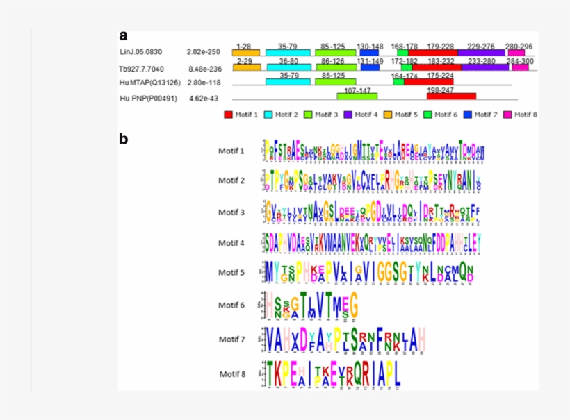 Meme Models Of The Primary Sequences Of Limtap, Tbmtap, - Protein, transparent png download