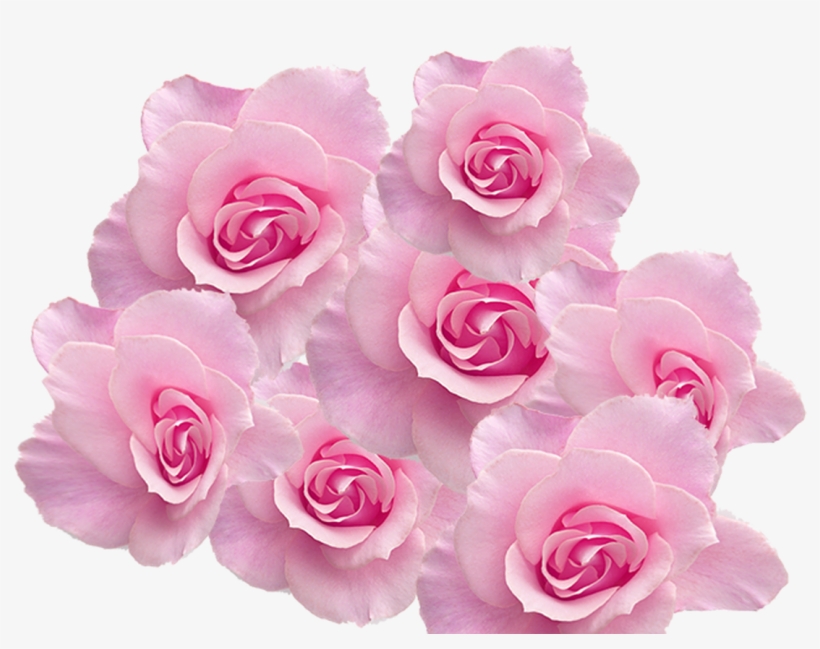 Cherry Blossom Png Images Vectors And Psd Files Free - Kappier Large Romantic Pink Roses Removable Wall Decal, transparent png download