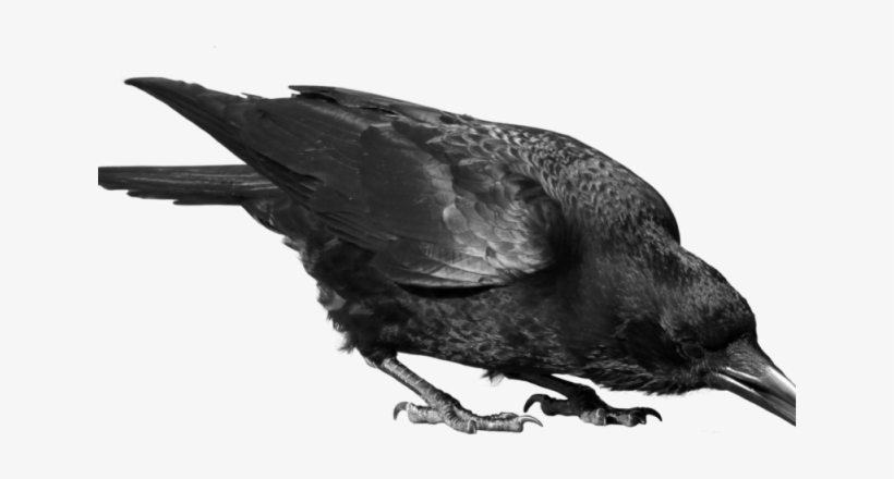 Crow Png Transparent Images - Transparent Crow Png, transparent png download