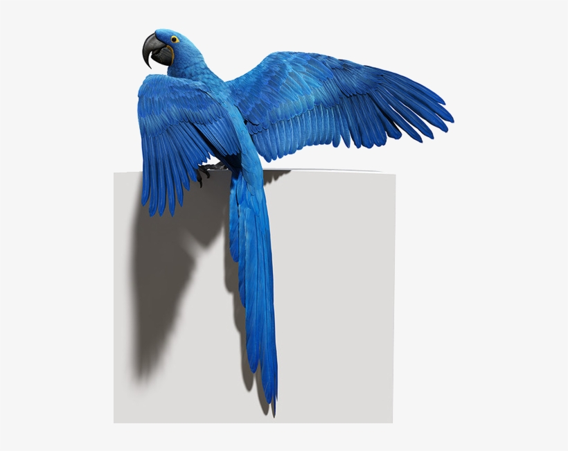 Blue Parrot Png Photo - 藍 色 金剛 鸚鵡, transparent png download