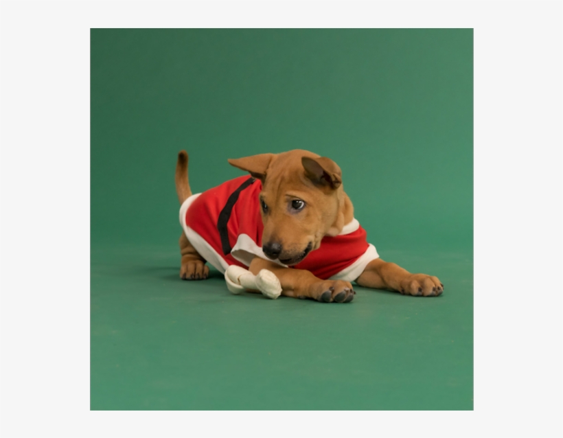 Puppies On Demand - Companion Dog, transparent png download