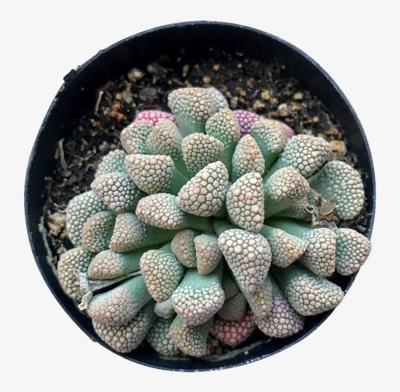 Luckhoffii - Hedgehog Cactus, transparent png download