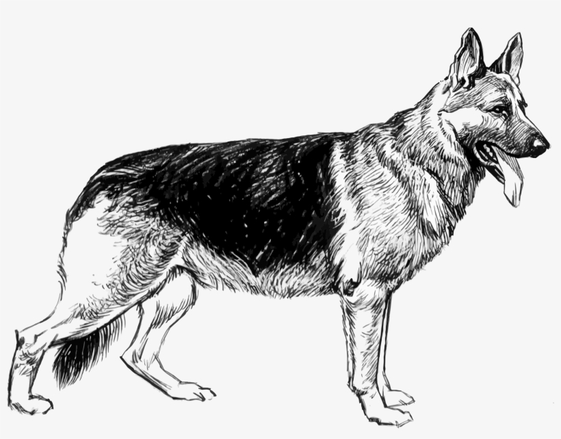 Big Image, transparent png download
