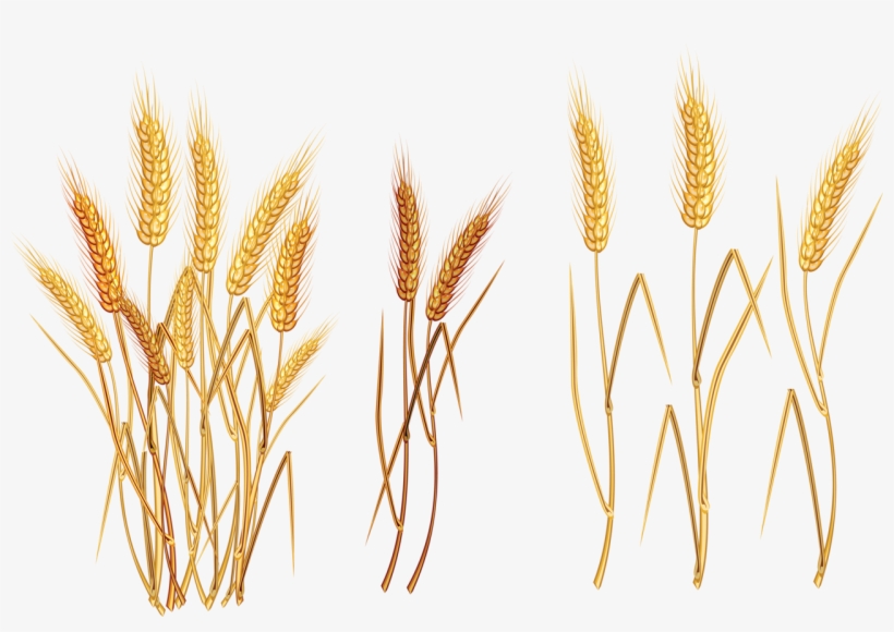 Яндекс - Фотки - Seven Ears Of Grain, transparent png download