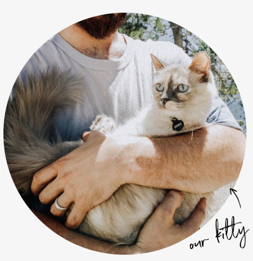 Kitty - Paw, transparent png download