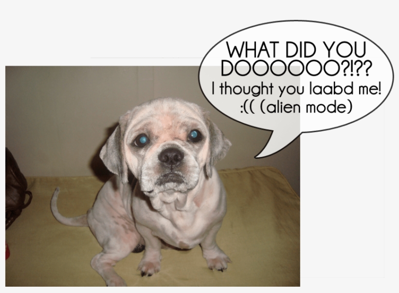 Https - //i0 - Wp - Com/auraazarcon - Com/wp Alien - Companion Dog, transparent png download