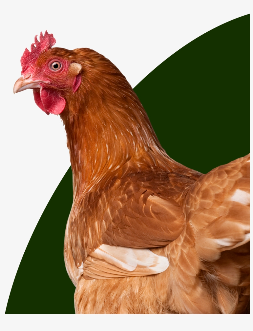 Topics - Los Colorados: Move It! Cd, transparent png download