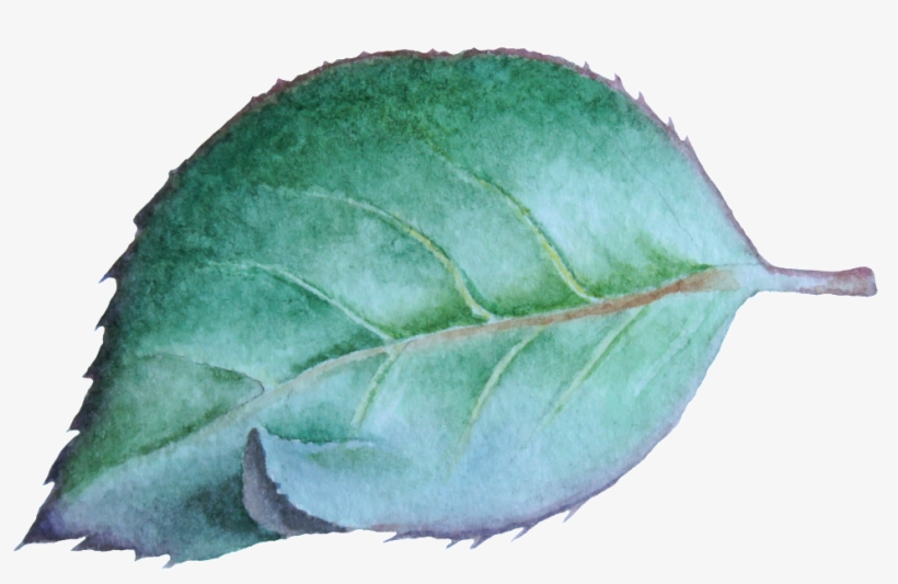 Osmanthus Leaves Png Transparent - Portable Network Graphics, transparent png download