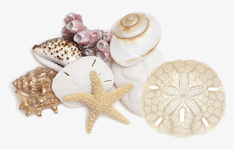 Creating Beautiful Splashes Since - Seashell, transparent png download