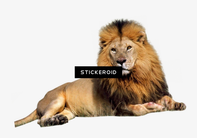 Male Lion - Good At Everything [book], transparent png download