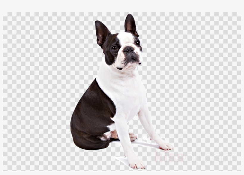 Boston Terrier Dog Png Clipart Boston Terrier French - Boston Terrier Transparent, transparent png download