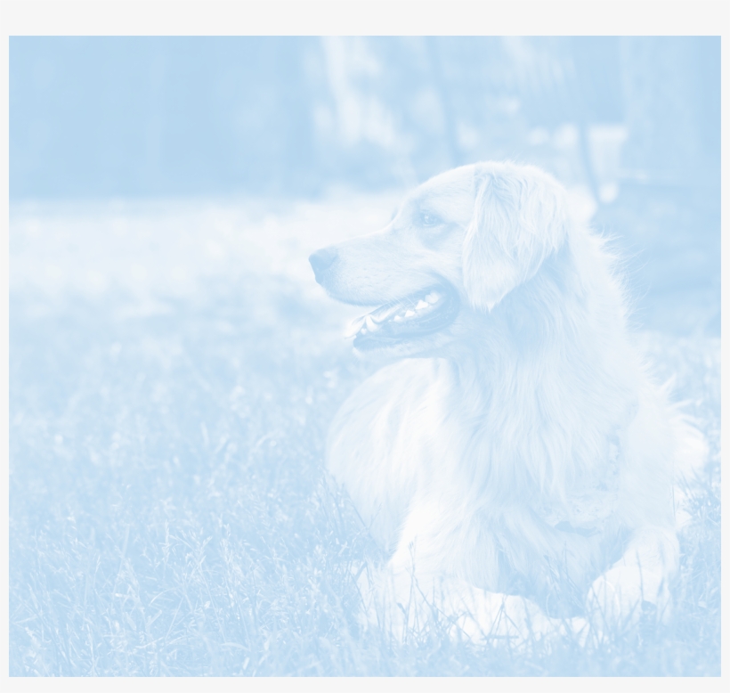 Unparalleled Quality - Golden Retriever, transparent png download