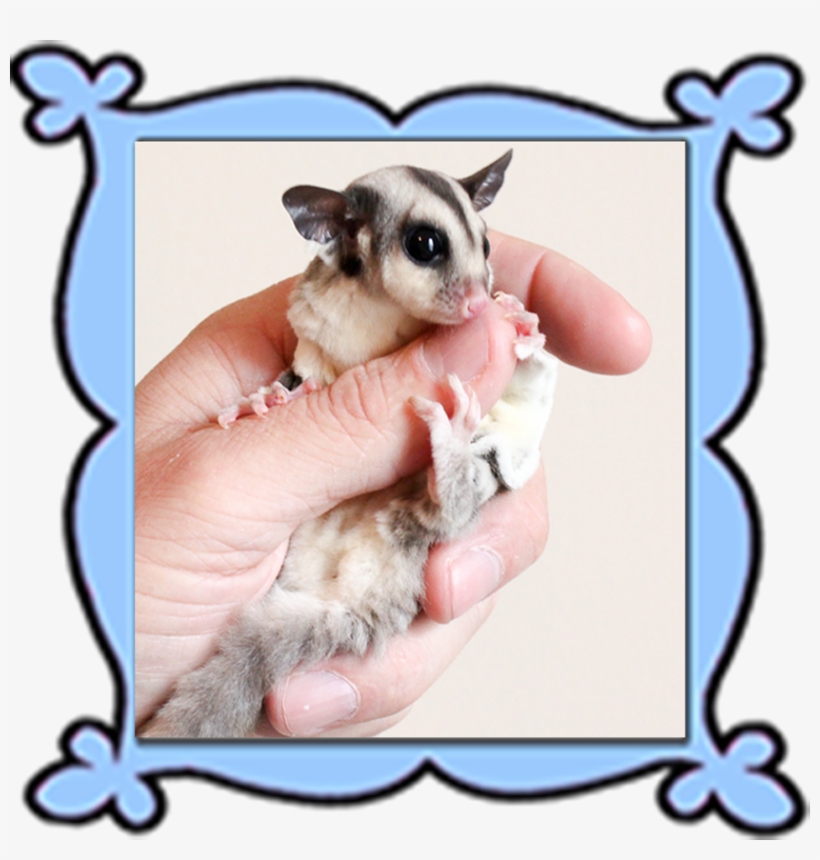 Personalized Glidersafe Delivery Adoption Package - Adoption, transparent png download