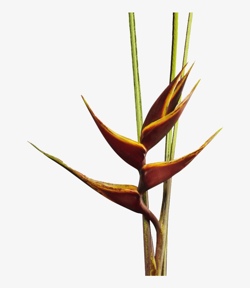 Exotic Flowers, Tropical Flowers, Botanical Illustration, - Lobster-claws, transparent png download