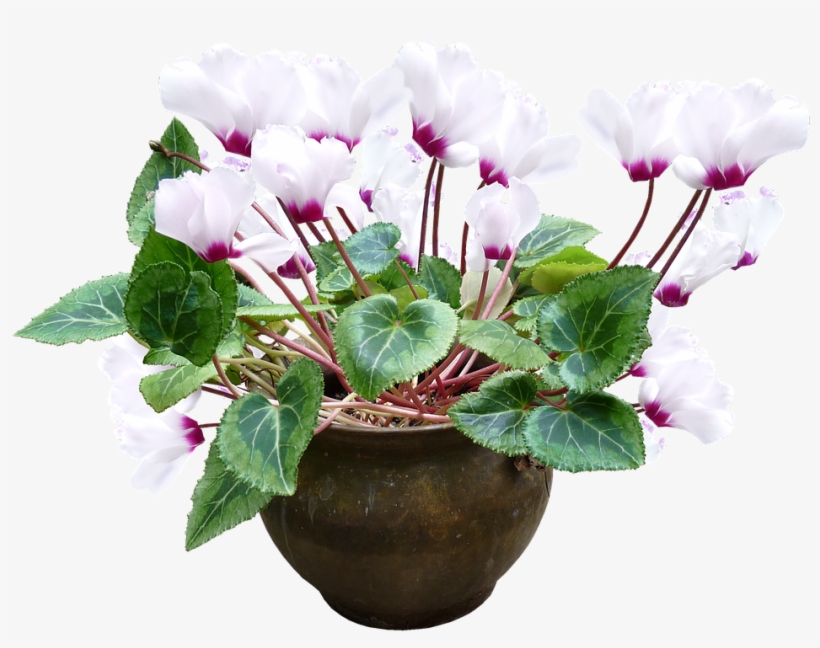 Cyclamen, White, Pot, Plant - Cyclamen Png, transparent png download