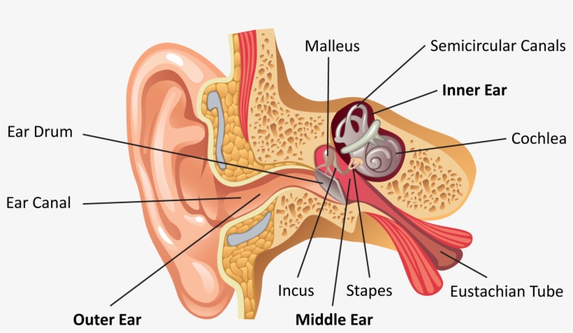 Ear Anatomy Labeled - Ear Internal, transparent png download