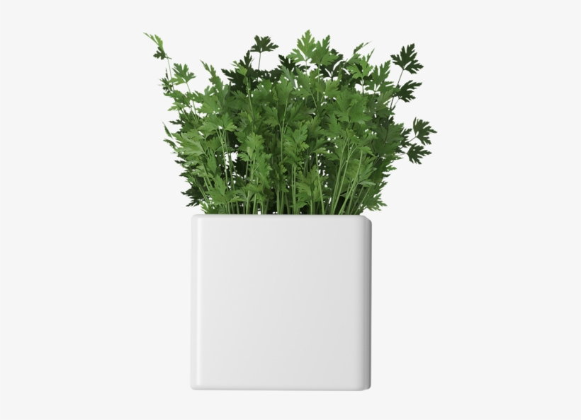 Parsley In Flower Pots - Garden, transparent png download