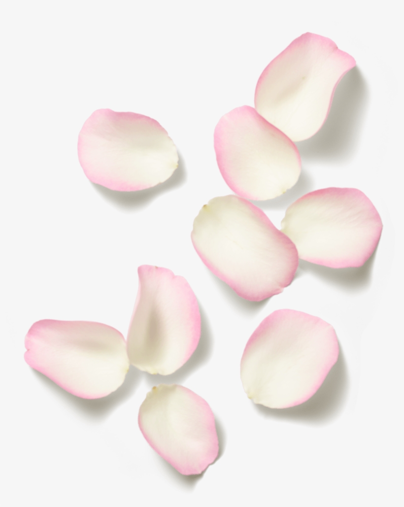 Images - Ivory, transparent png download