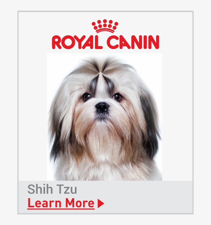 Royal Canin Breed Specific Shih Tzu Food - Shih Tzu Dogs Teeth, transparent png download