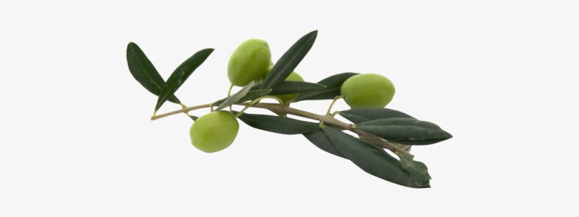 Download Olive Png Image - Olive Png, transparent png download