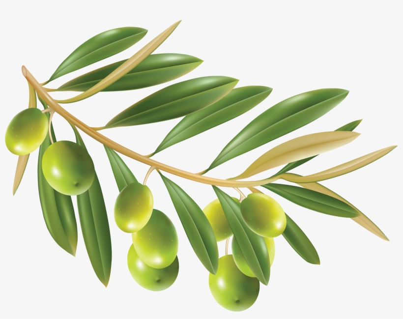 Olive Png - Olive Leaf, transparent png download