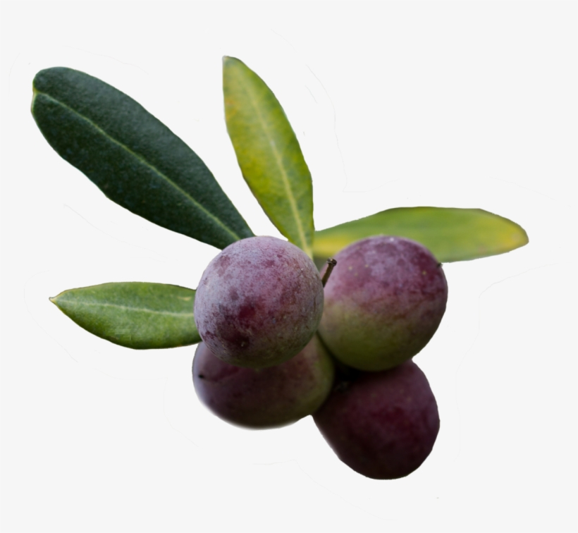 Extra Virgin Olive Oil Contains Anti-inflammatory Substances - Purple Olive Png, transparent png download