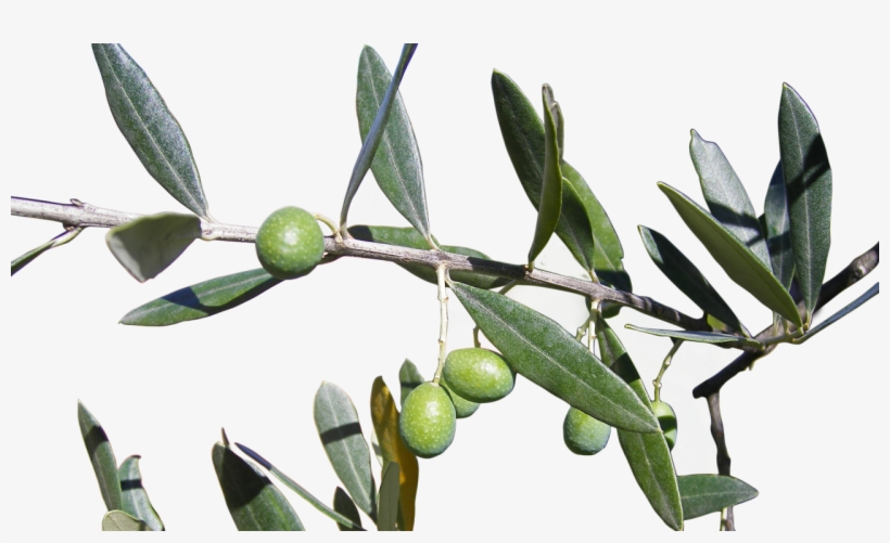 Only With The Best - Olive, transparent png download