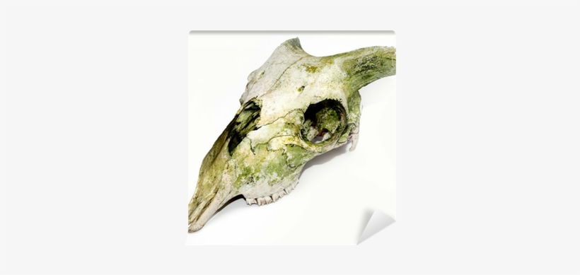 Old Animal Skull With Broken Horns Against White Background - Skull, transparent png download