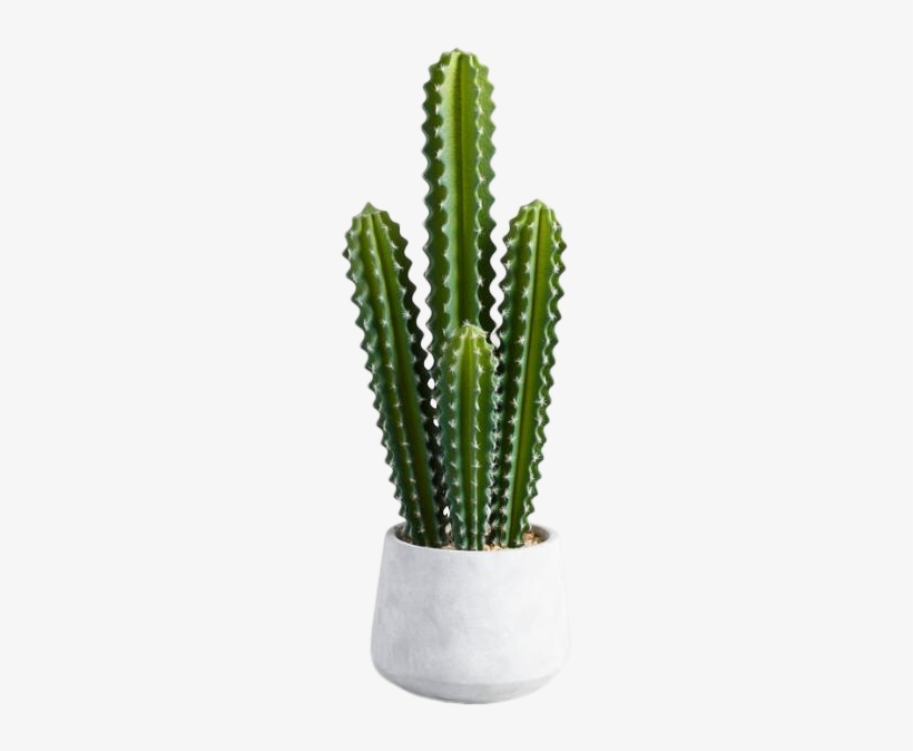 Download Potted Cactus Png - HD Transparent PNG - NicePNG.com