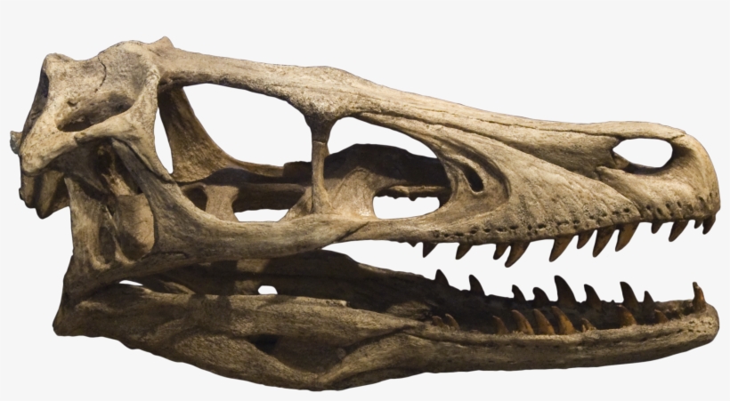 Velociraptor Skull Crâne 2 - Velociraptor Skull, transparent png download