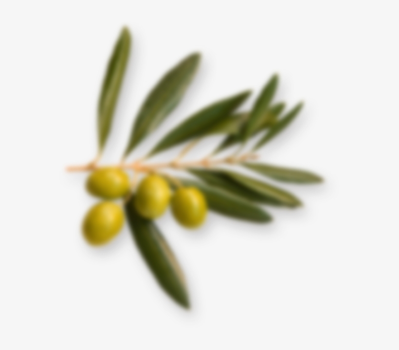 You Can Cook With Extra Virgin Olive Oil - Habipoğlu Zeytinyağlı Cilt Kremi, transparent png download