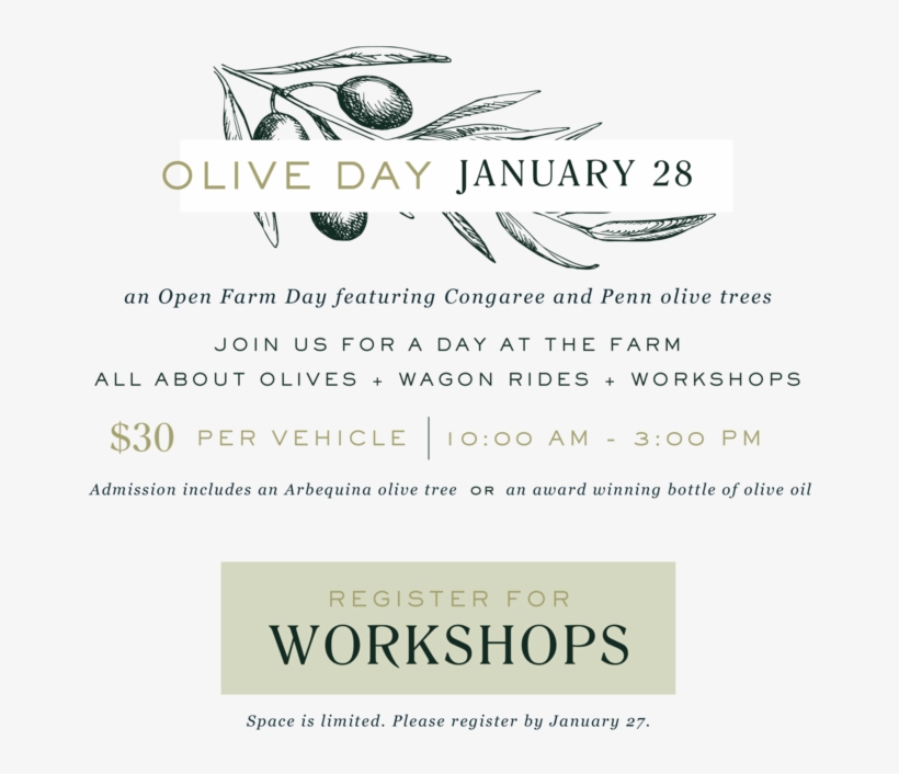 Oliveday 01 Calligraphy Transparent Png 1000x639 Free Download On Nicepng nicepng