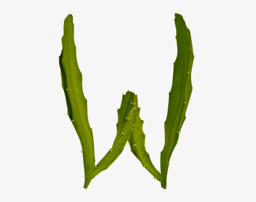 Have Fun With Plant Typography - Weberocereus, transparent png download