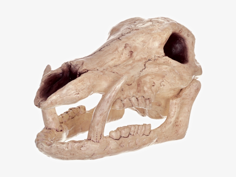 Boar Skull, transparent png download