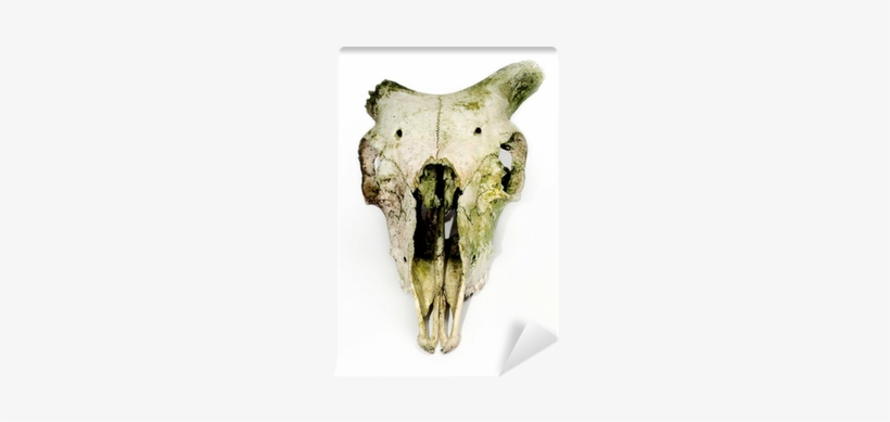 Old Animal Skull With Broken Horns Against White Background - Broken Horn Skull, transparent png download