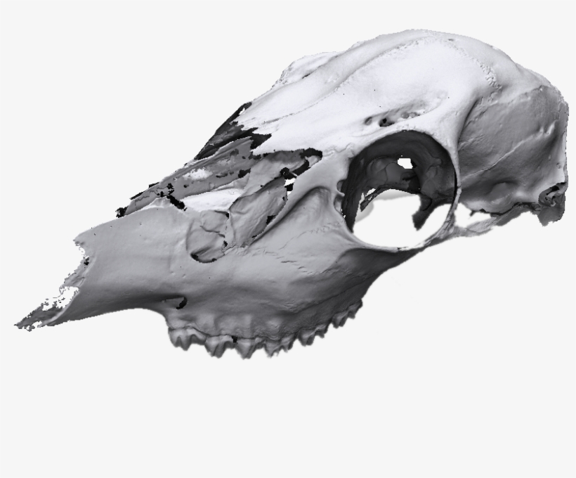 Animal Skull Scan - Skull, transparent png download