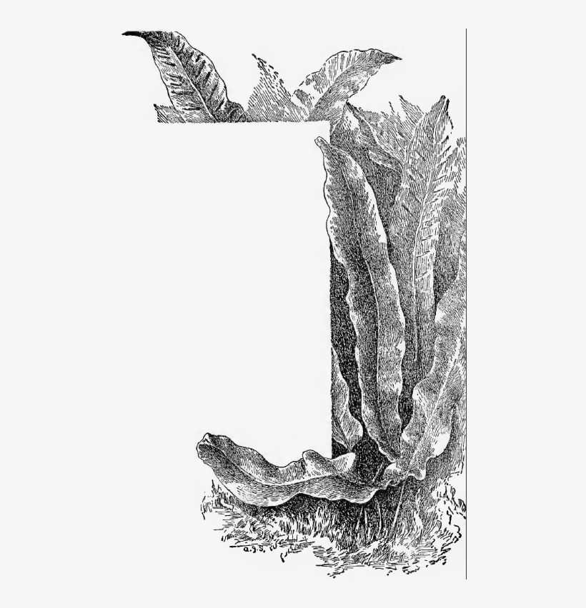 Parsons' How To Know The Ferns 7th Ed - Drawing, transparent png download