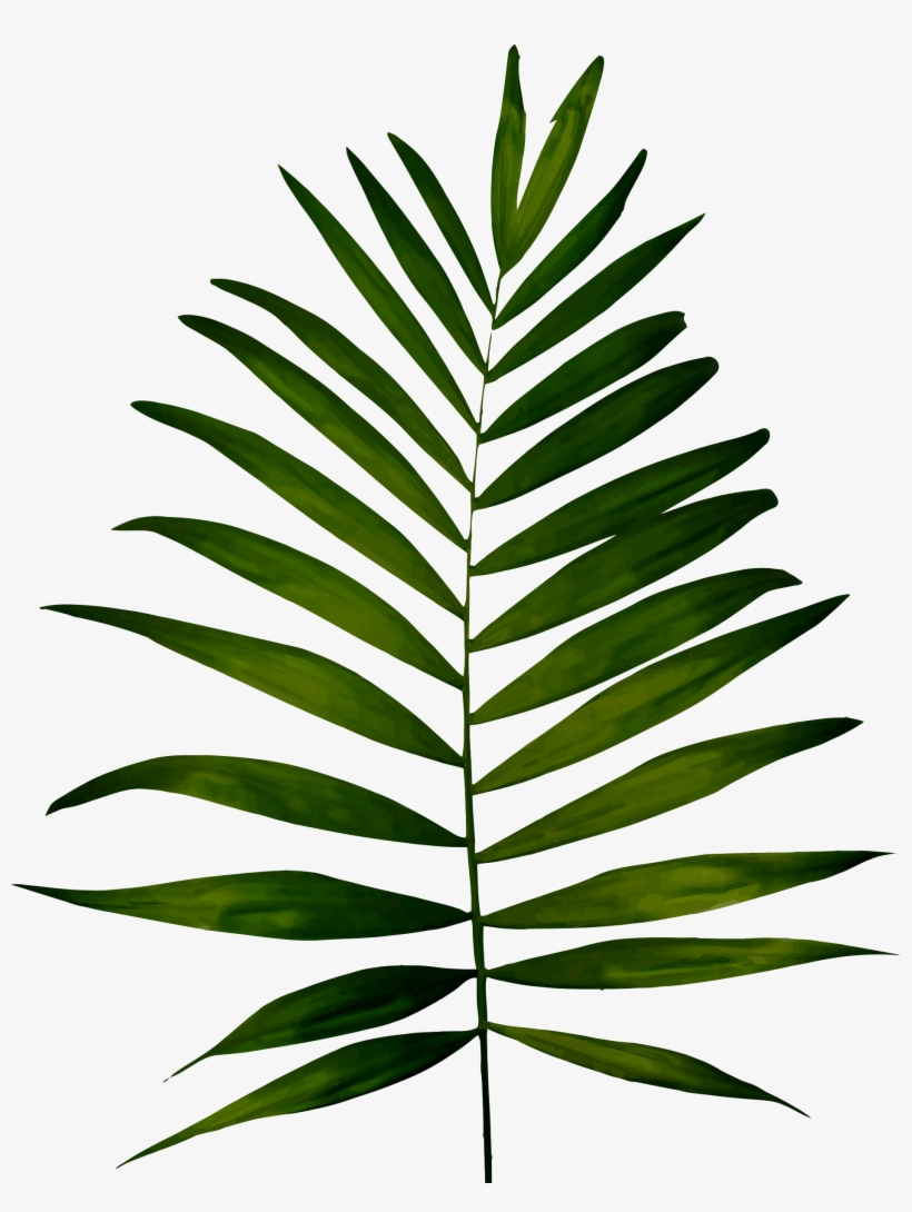 Big Image Png - Fern Png, transparent png download