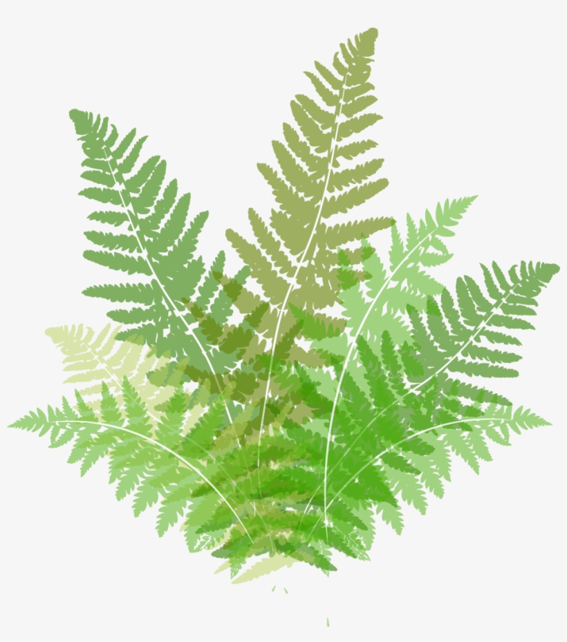 Ferns - Ostrich Fern, transparent png download